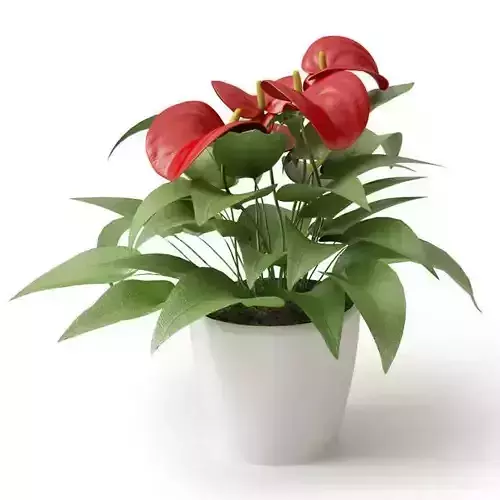 Anthurium Plant 3D model