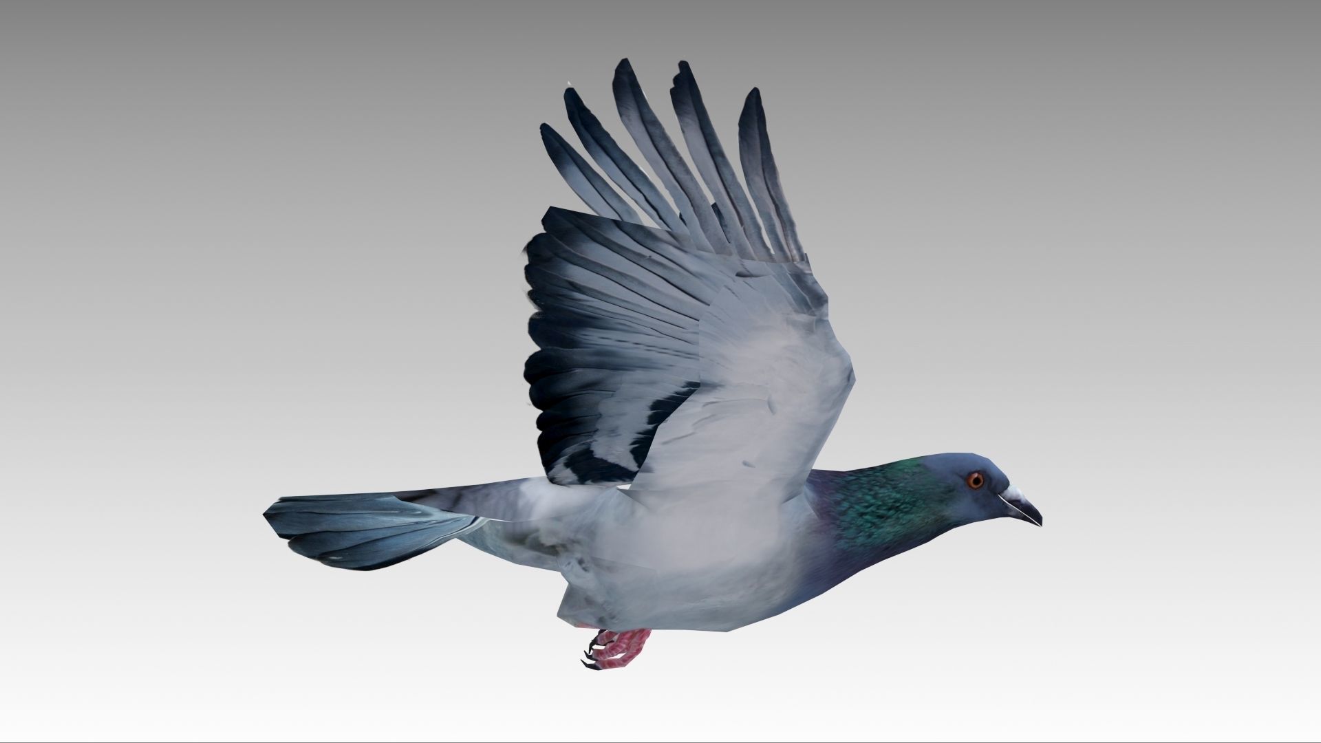 Pigeon Low-poly 3D model_9