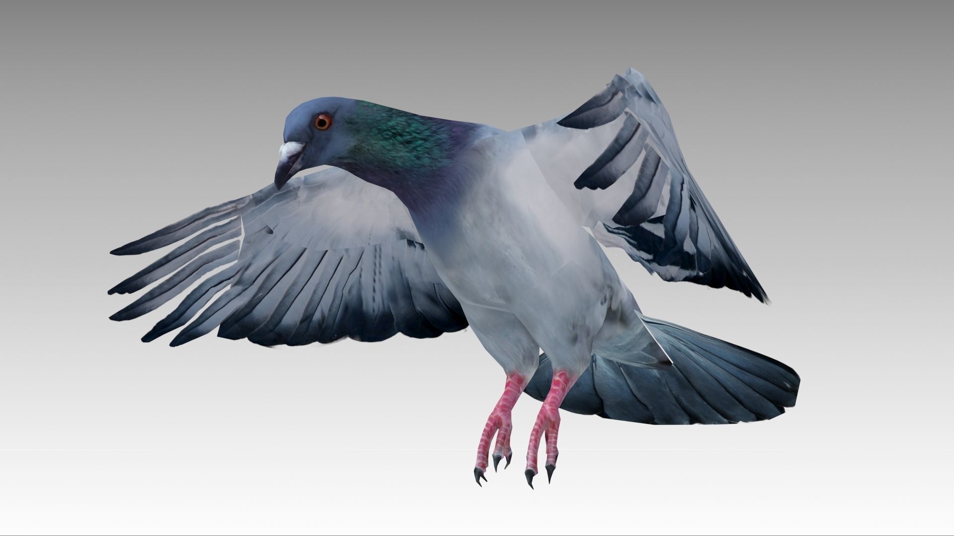 Pigeon Low-poly 3D model_11