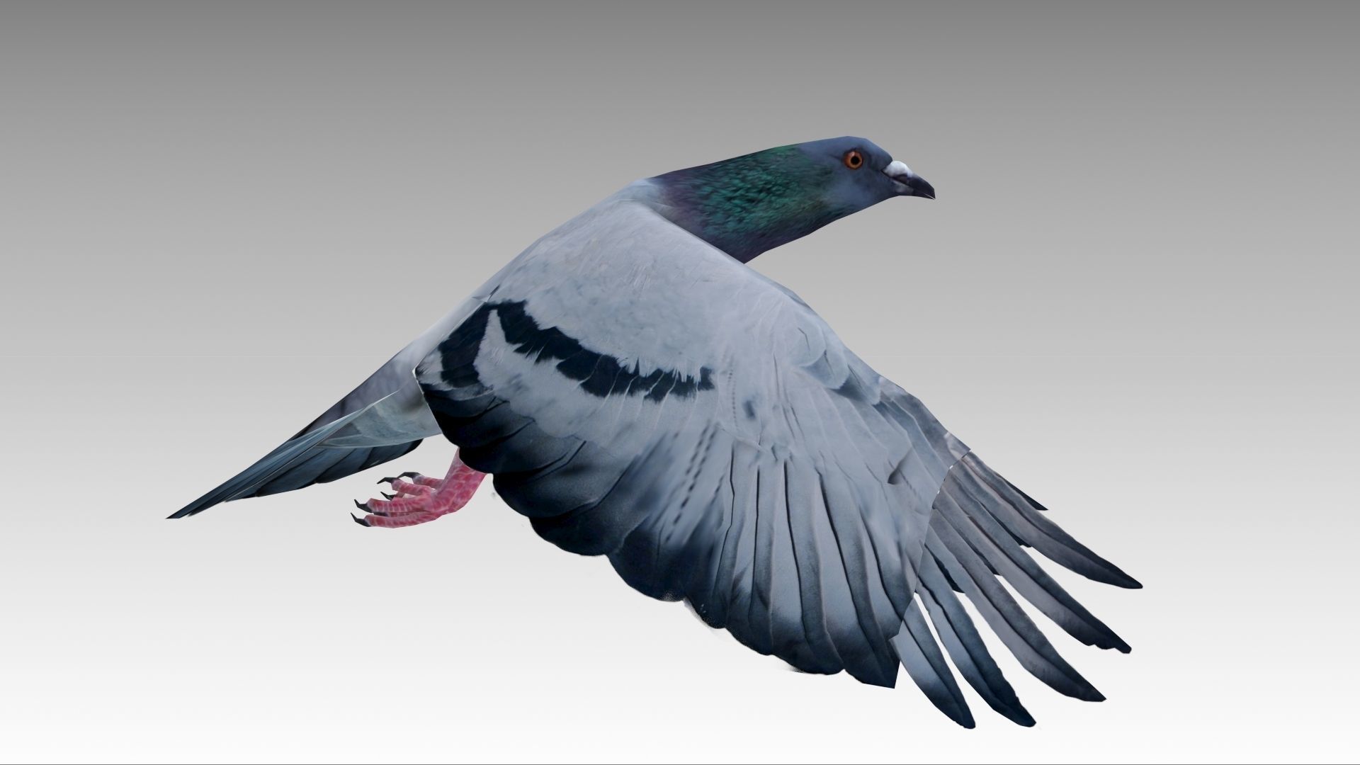 Pigeon Low-poly 3D model_7