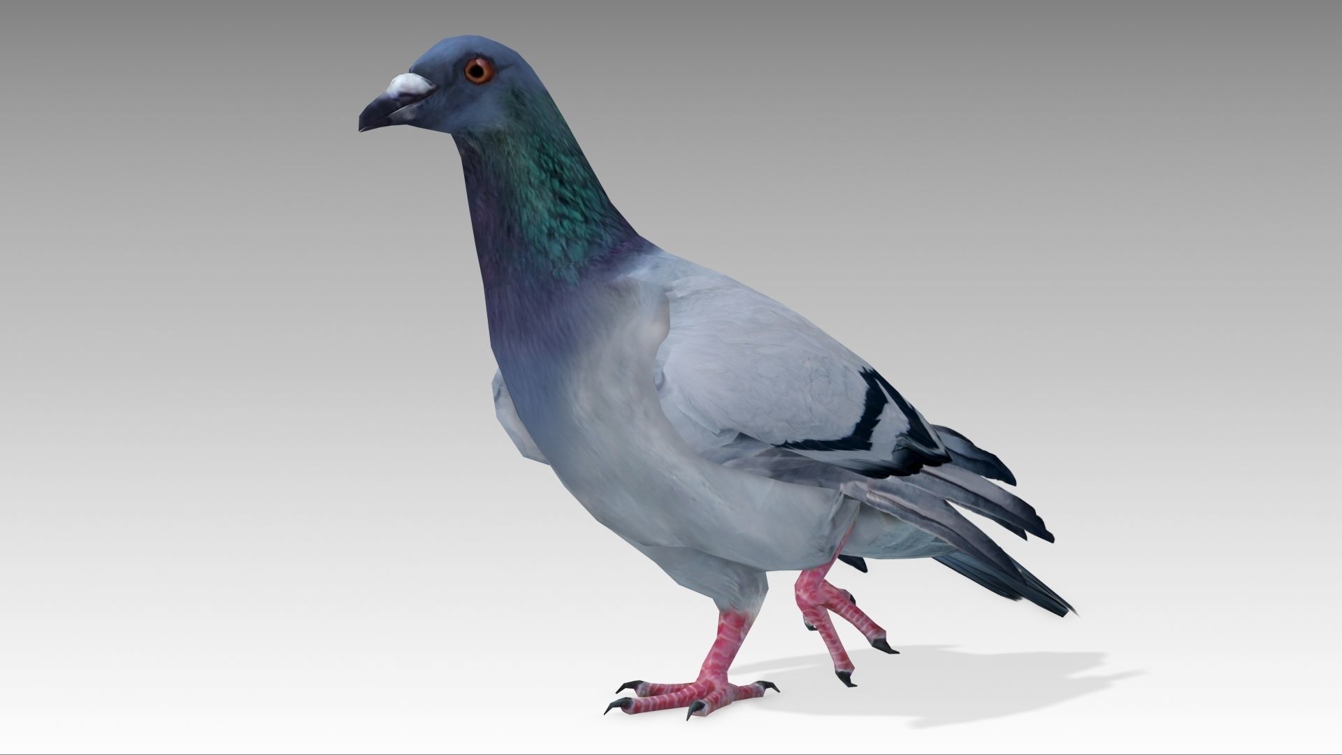 Pigeon Low-poly 3D model_12