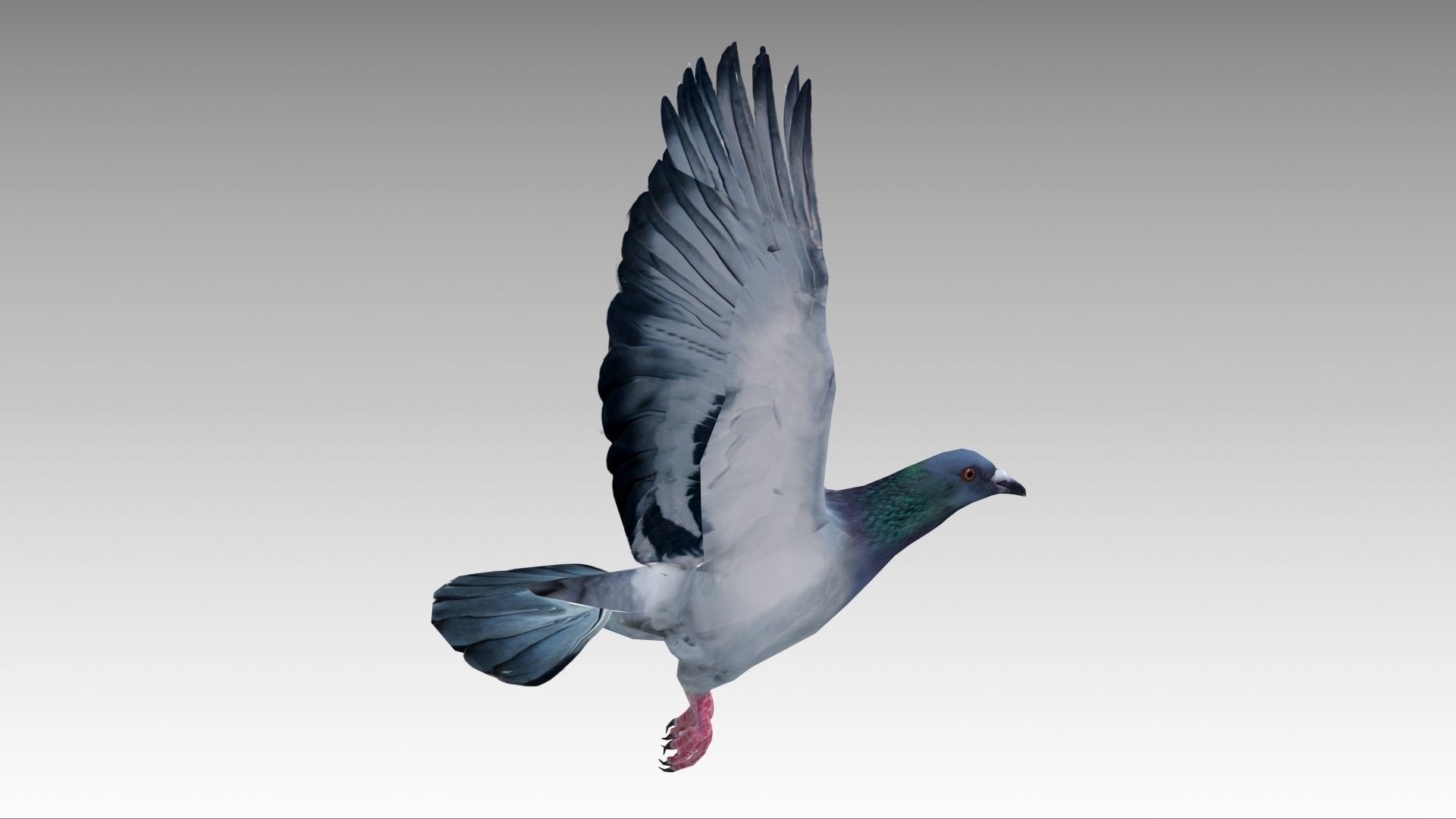 Pigeon Low-poly 3D model_8