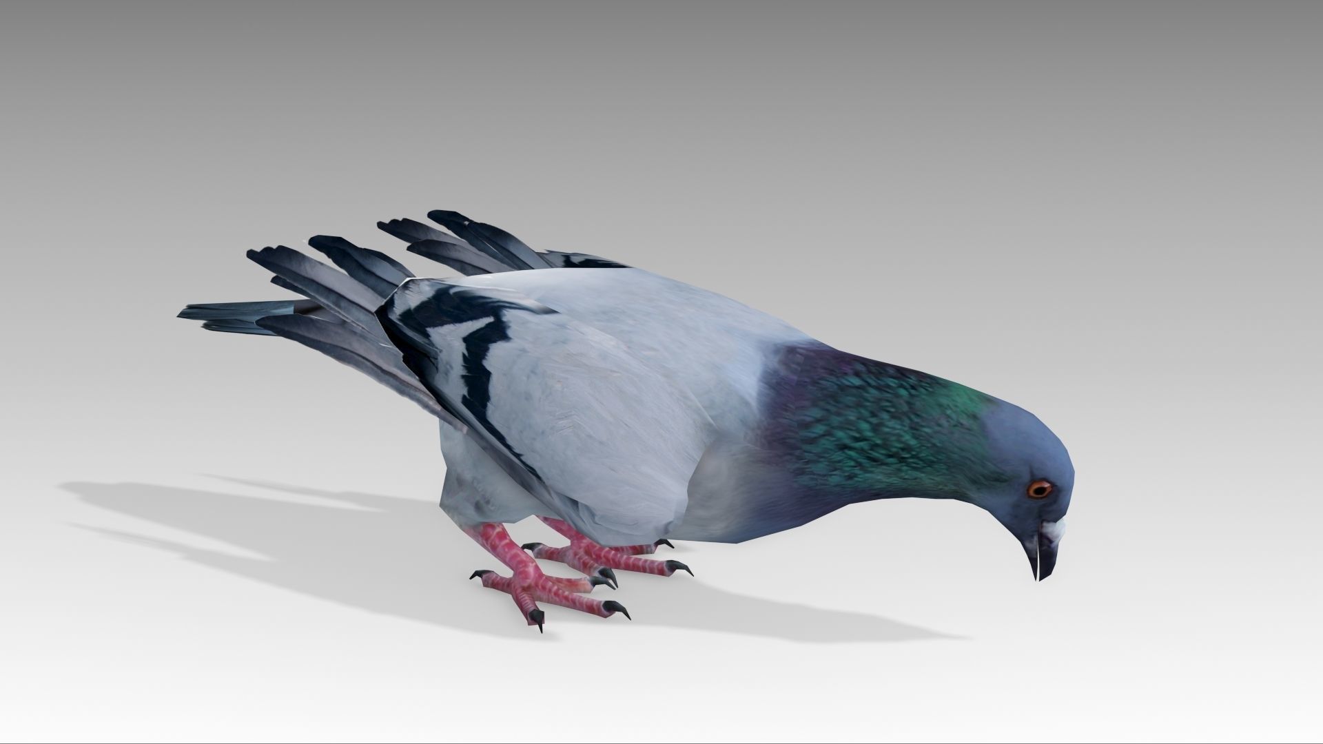 Pigeon Low-poly 3D model_13