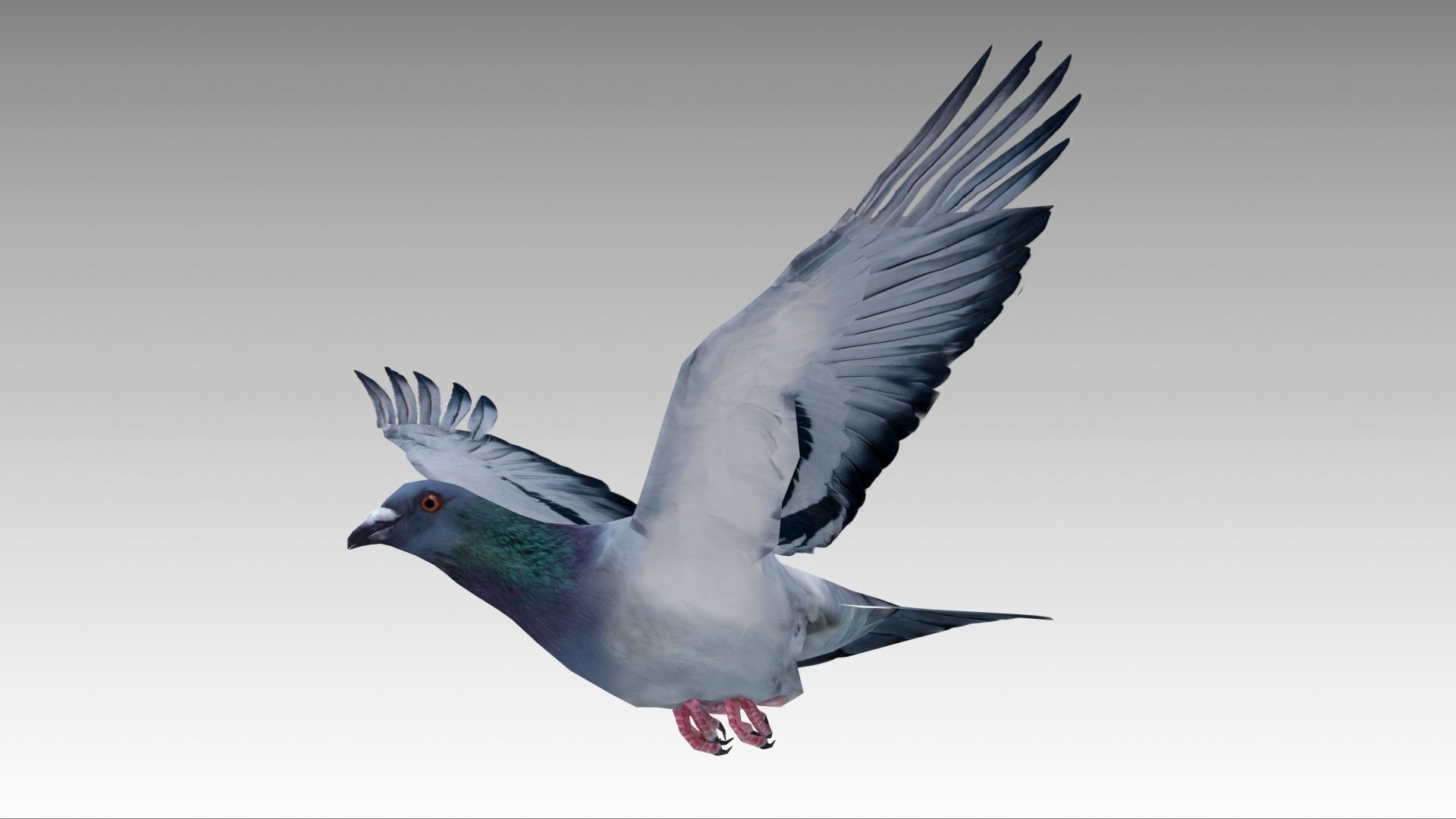 Pigeon Low-poly 3D model_10