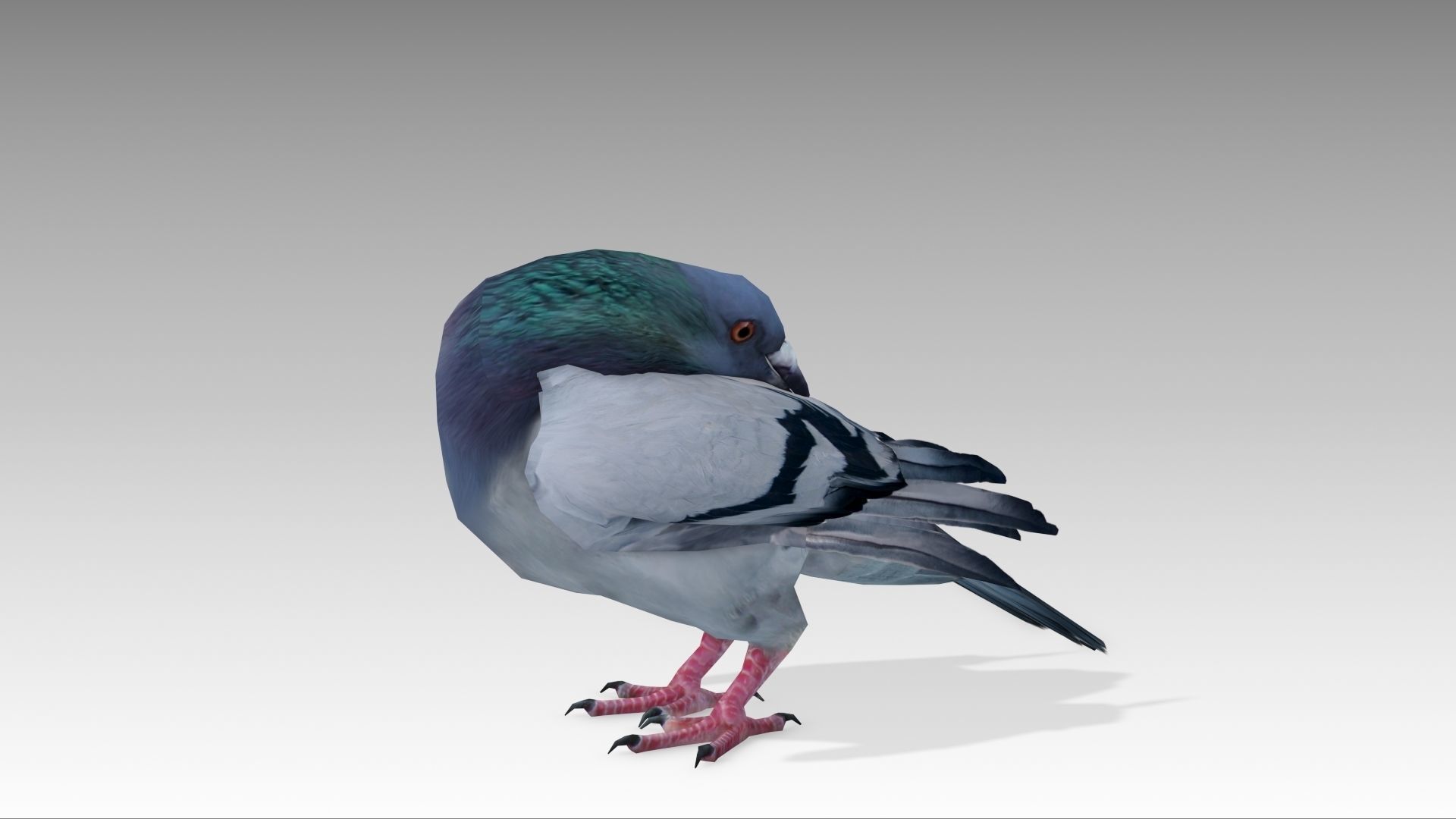 Pigeon Low-poly 3D model_5