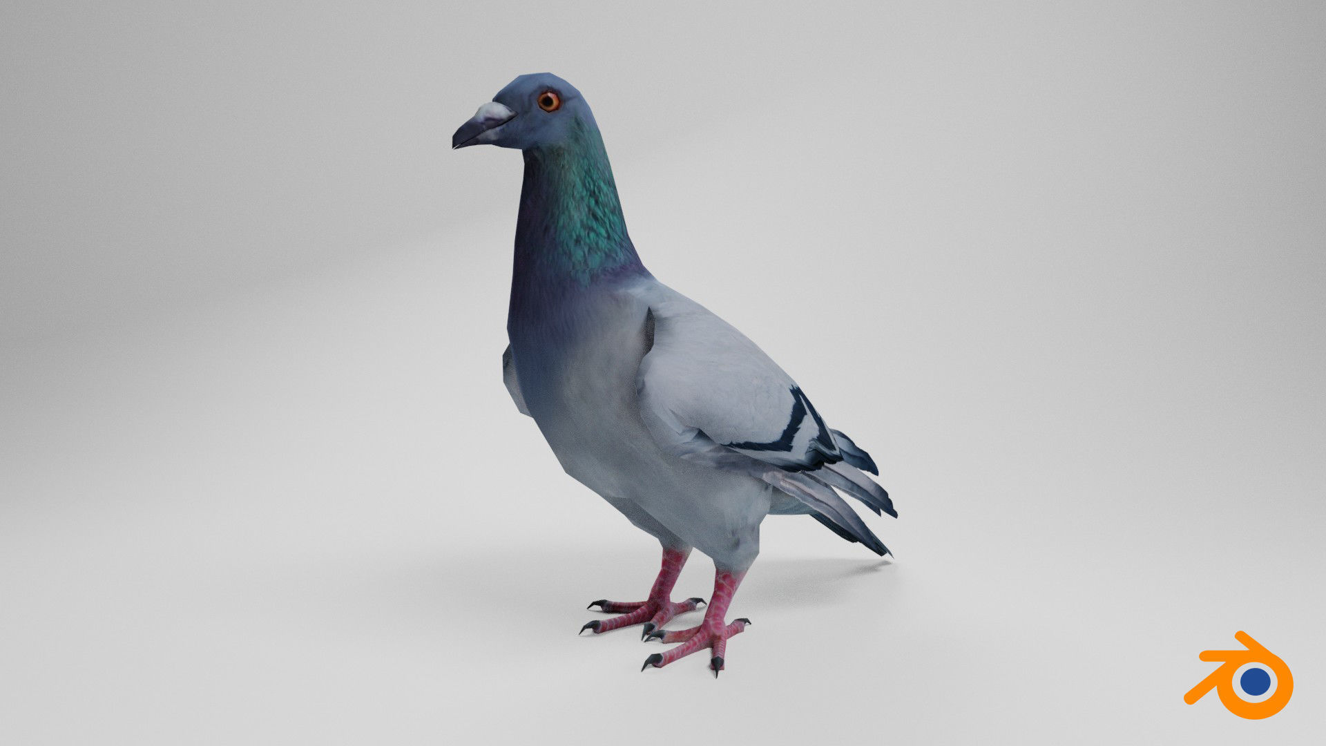 Pigeon Low-poly 3D model_2