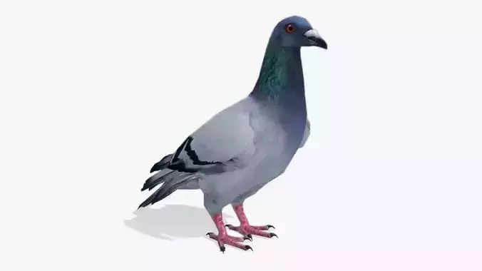 Pigeon Low-poly 3D model