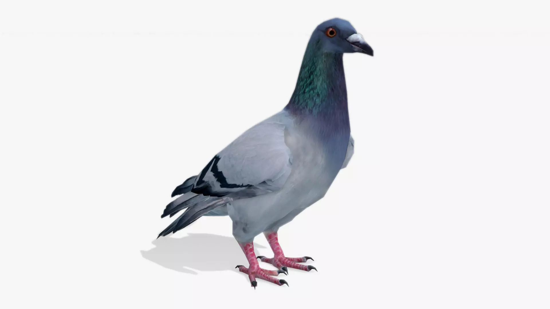 Pigeon Low-poly 3D model_0