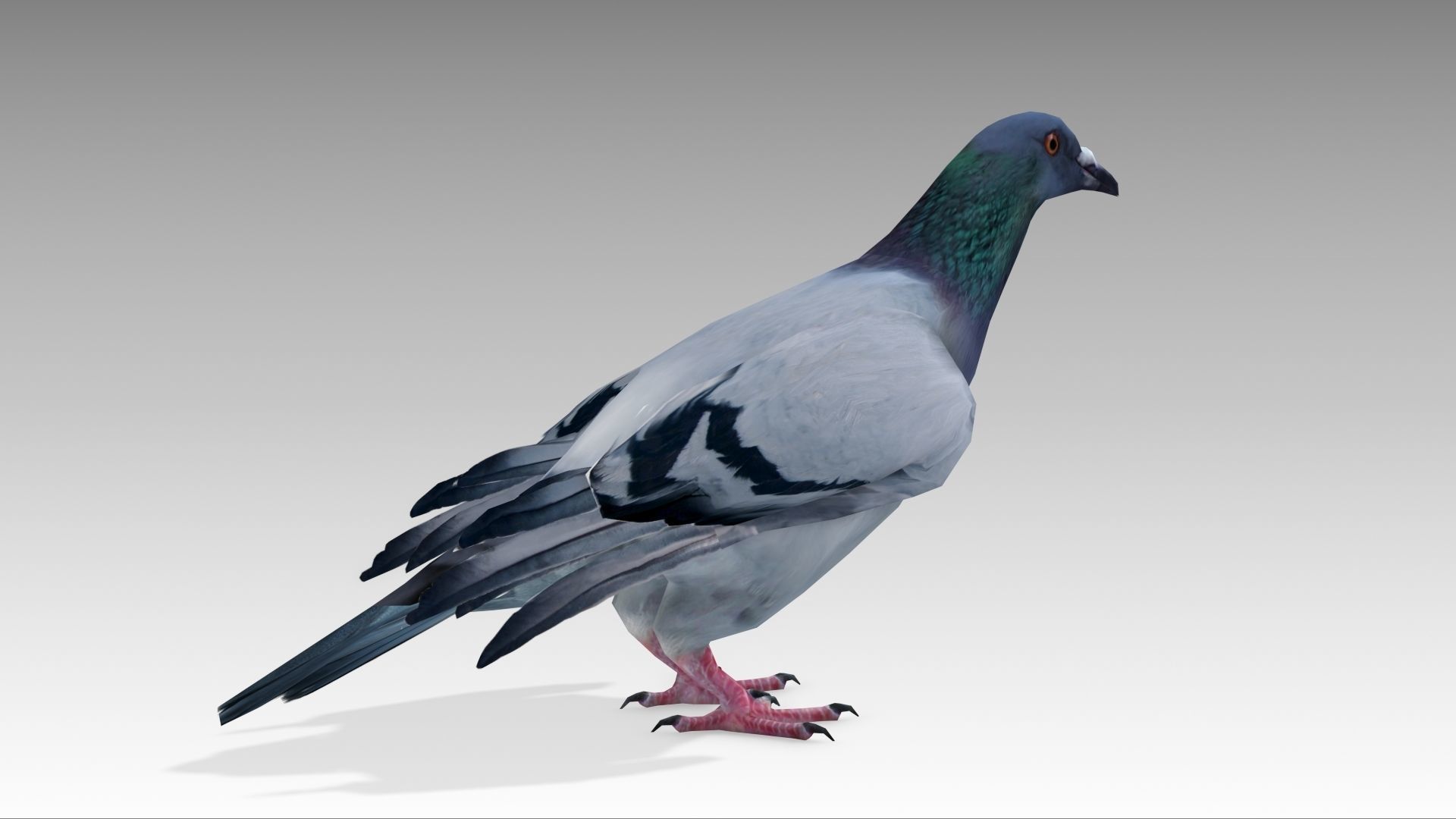Pigeon Low-poly 3D model_6