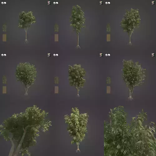 2021 PBR African Mahogany Collection - Khaya Ivorensis  3D model