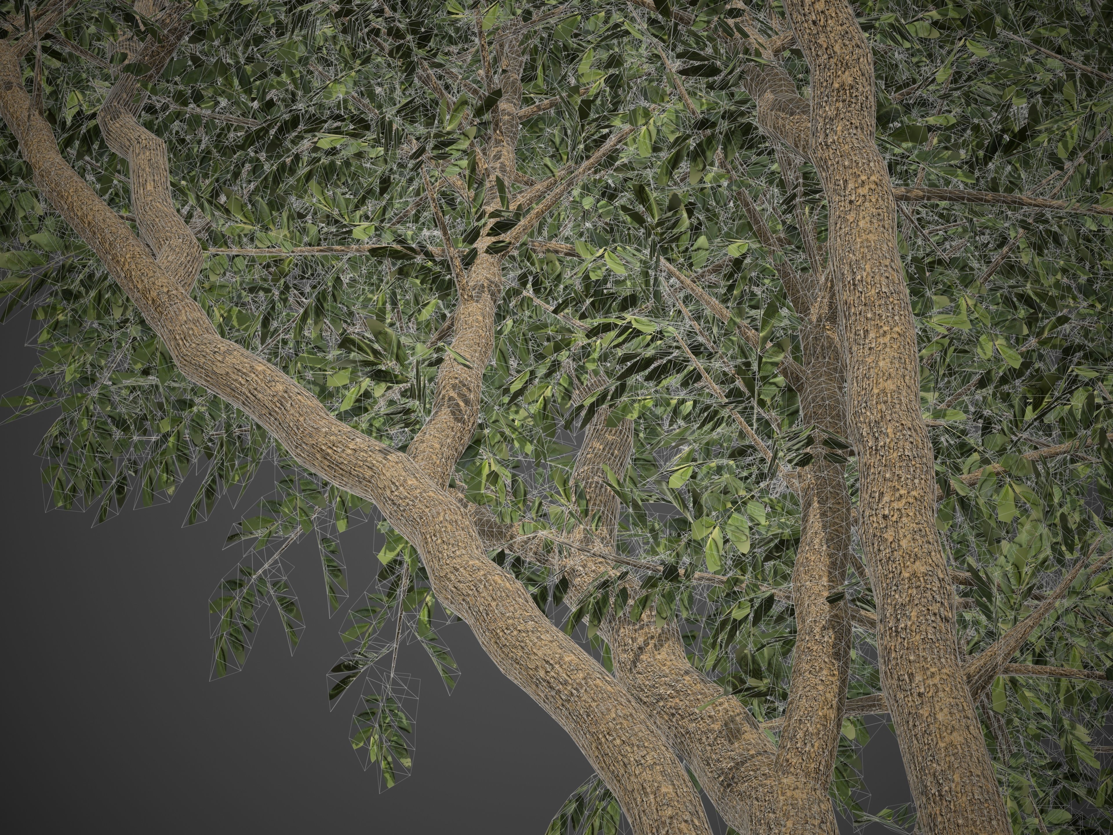 2021 PBR African Mahogany Collection - Khaya Ivorensis  3D model_9