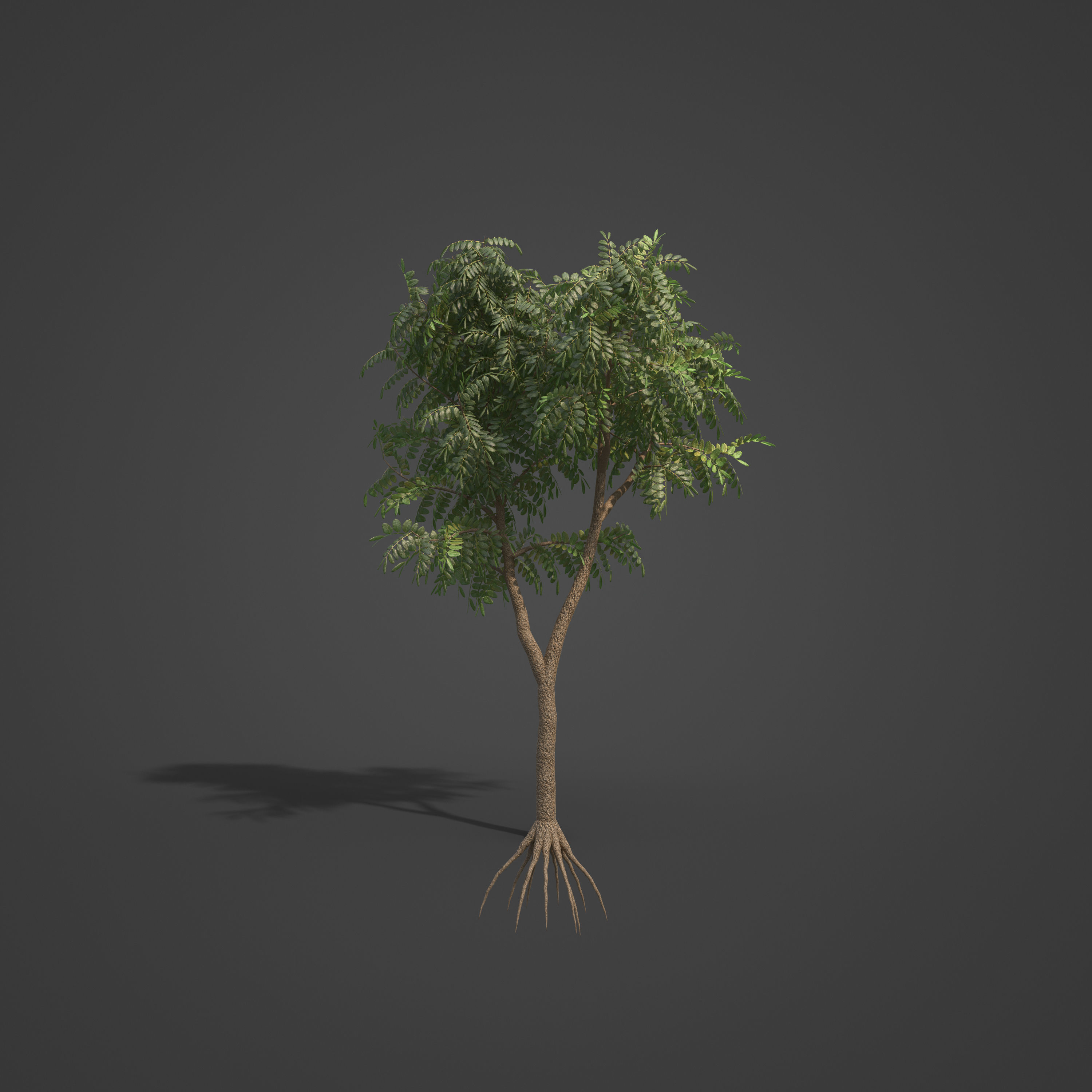 2021 PBR African Mahogany Collection - Khaya Ivorensis  3D model_2