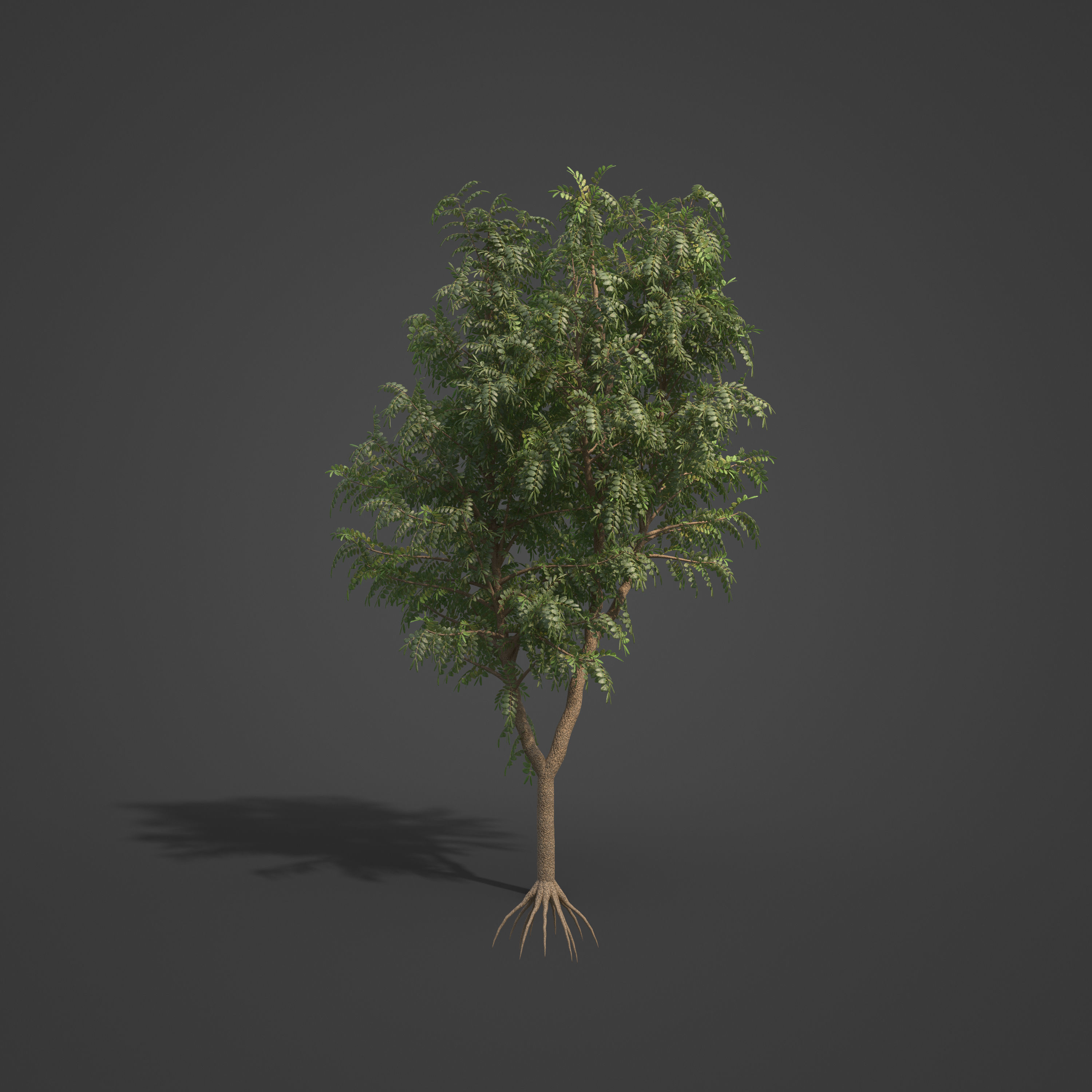 2021 PBR African Mahogany Collection - Khaya Ivorensis  3D model_4