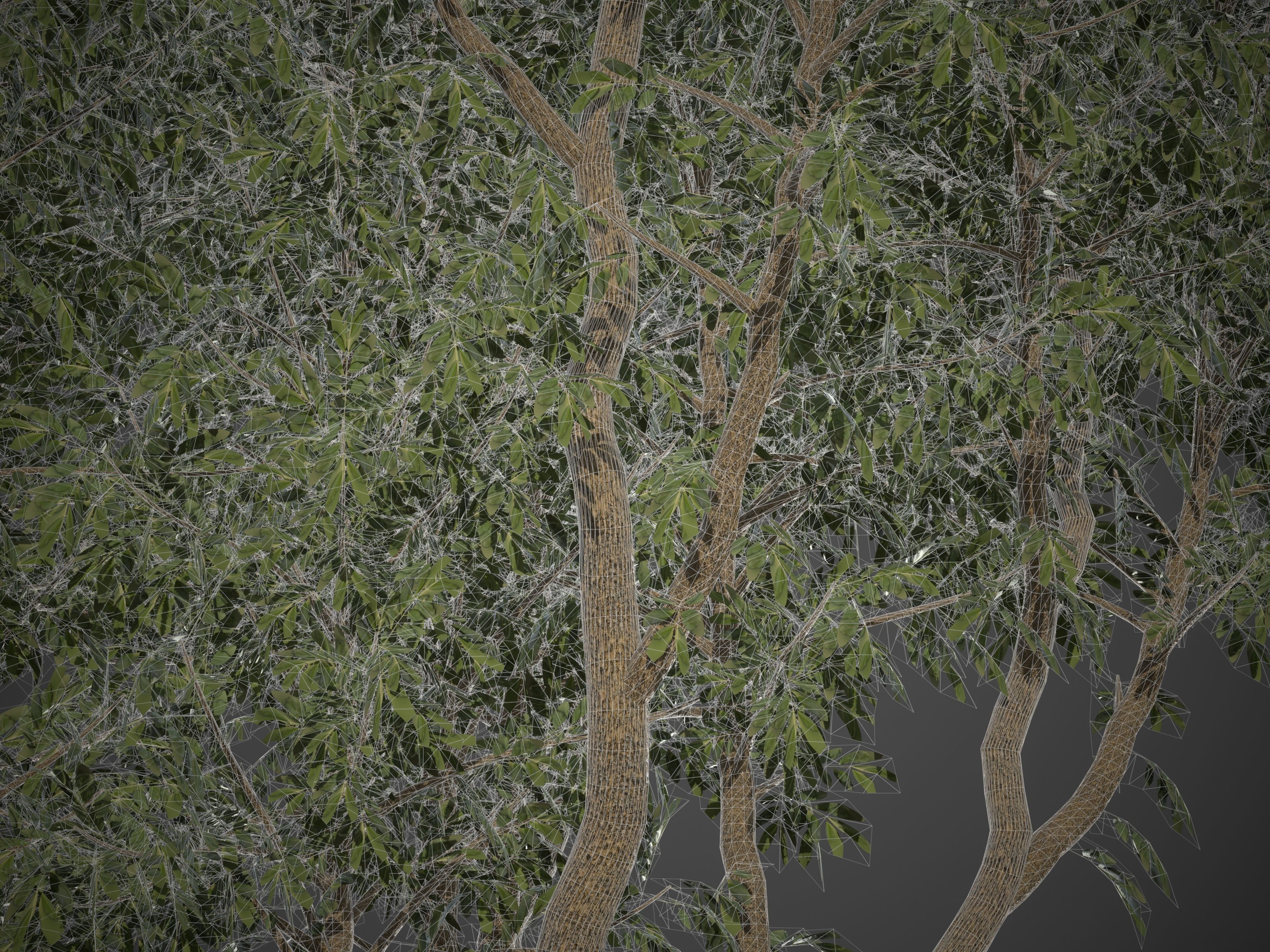 2021 PBR African Mahogany Collection - Khaya Ivorensis  3D model_8