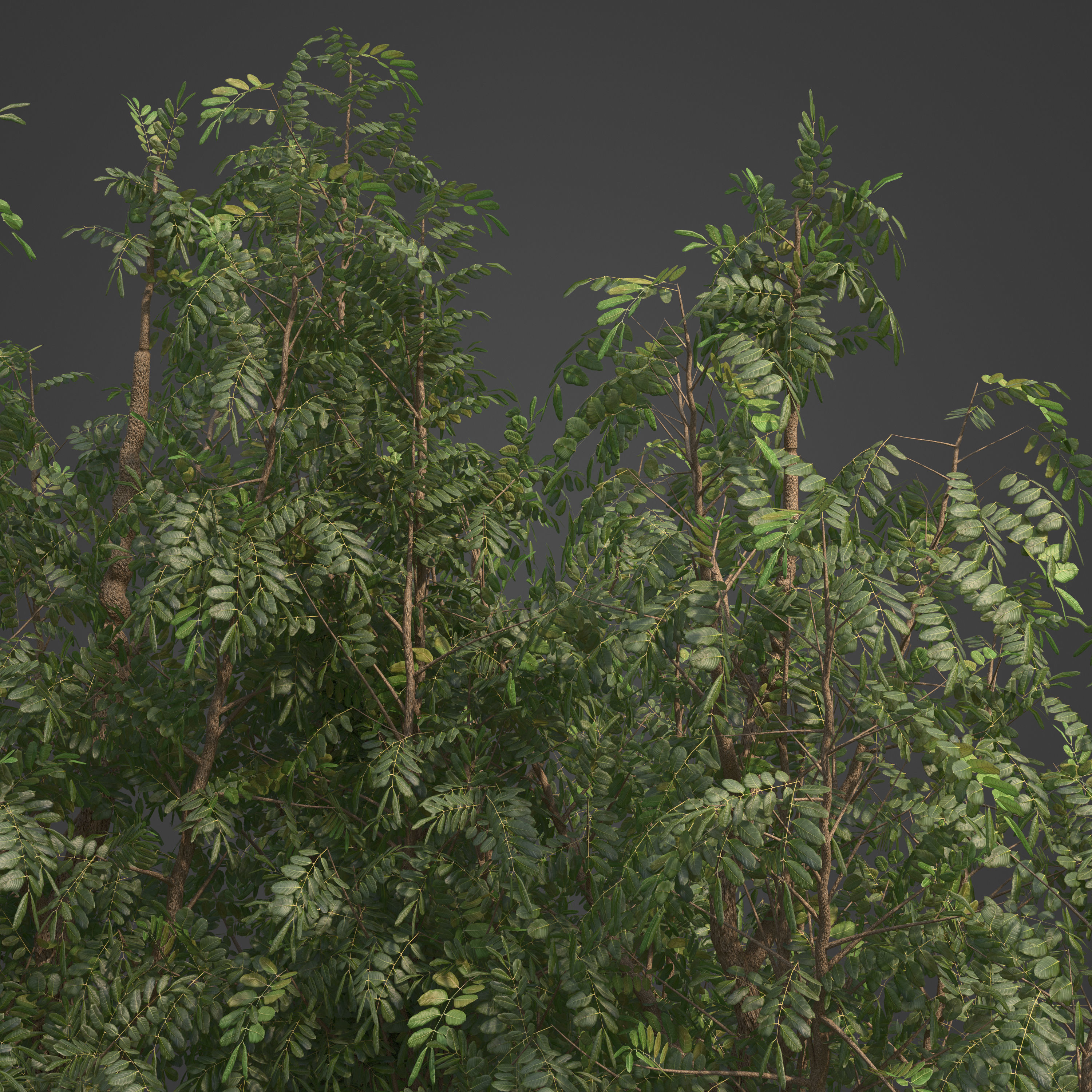 2021 PBR African Mahogany Collection - Khaya Ivorensis  3D model_7