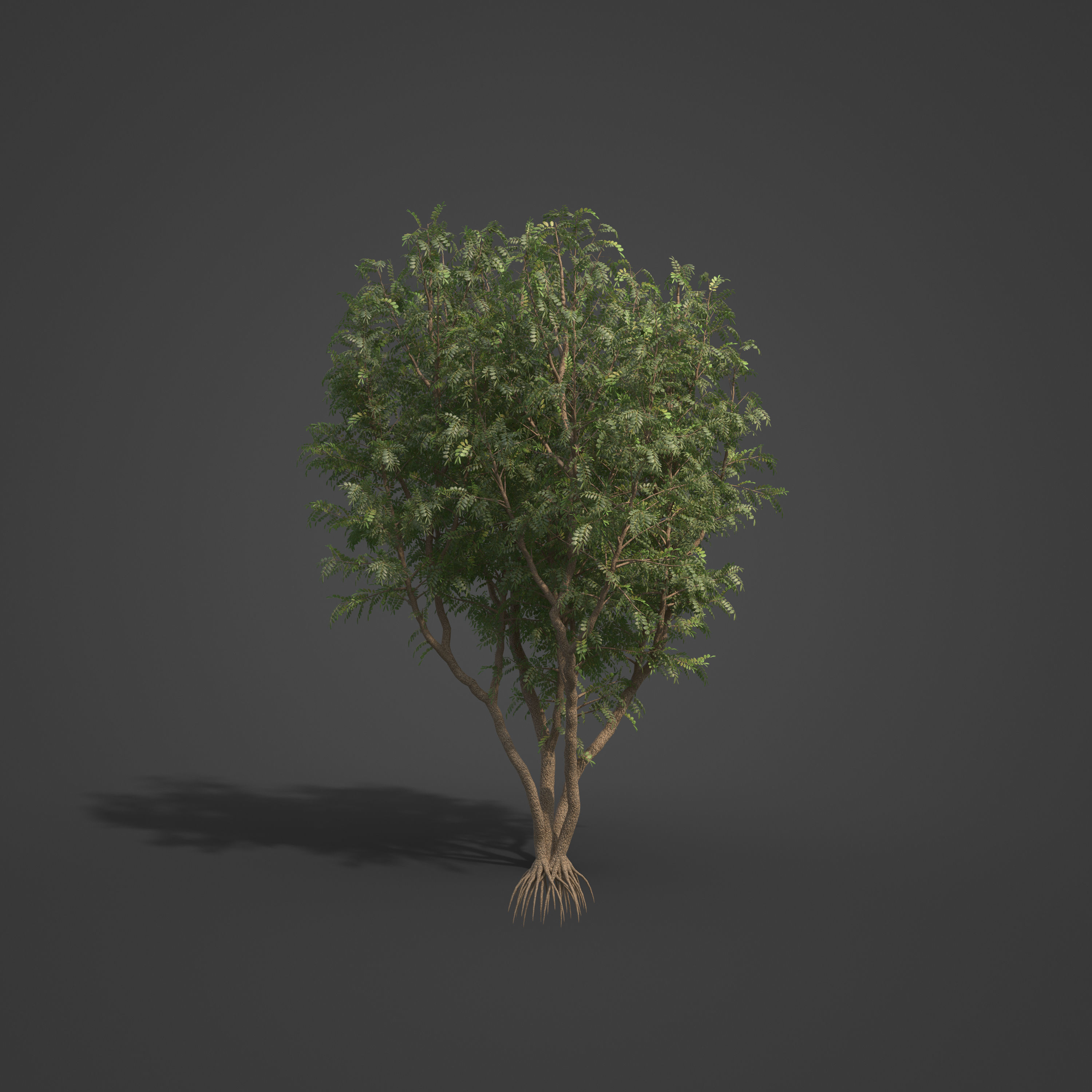 2021 PBR African Mahogany Collection - Khaya Ivorensis  3D model_5