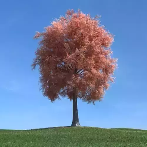 Red Tree With Leaves In Autumn