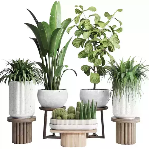 collection Indoor plant pot palm fern cactus concrete vase