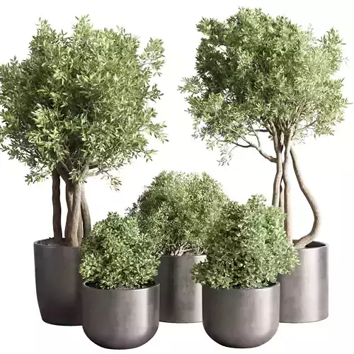  Indoor outdoor plant  tree plant bush dirty concrete vase pot