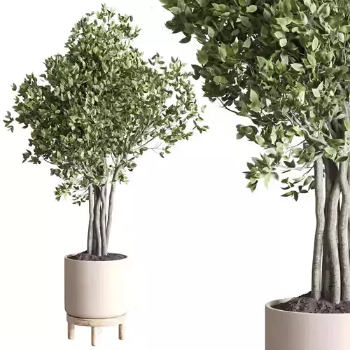 Indoor outdoor plant 123 pot tree  ficus benjamin wood vase 