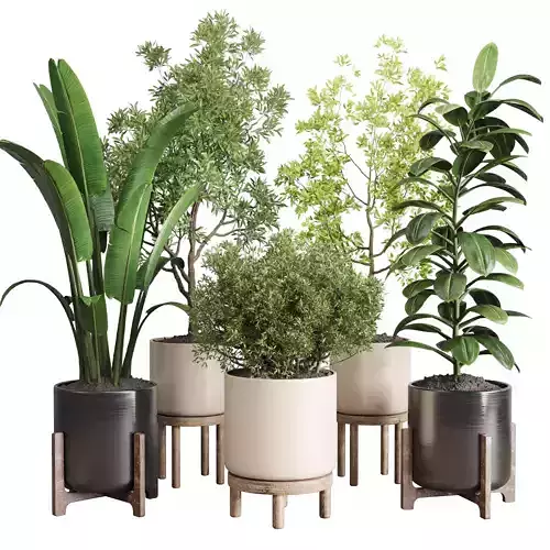 Indoor plant vase wood pot tree plant ravenala ficus rubbery