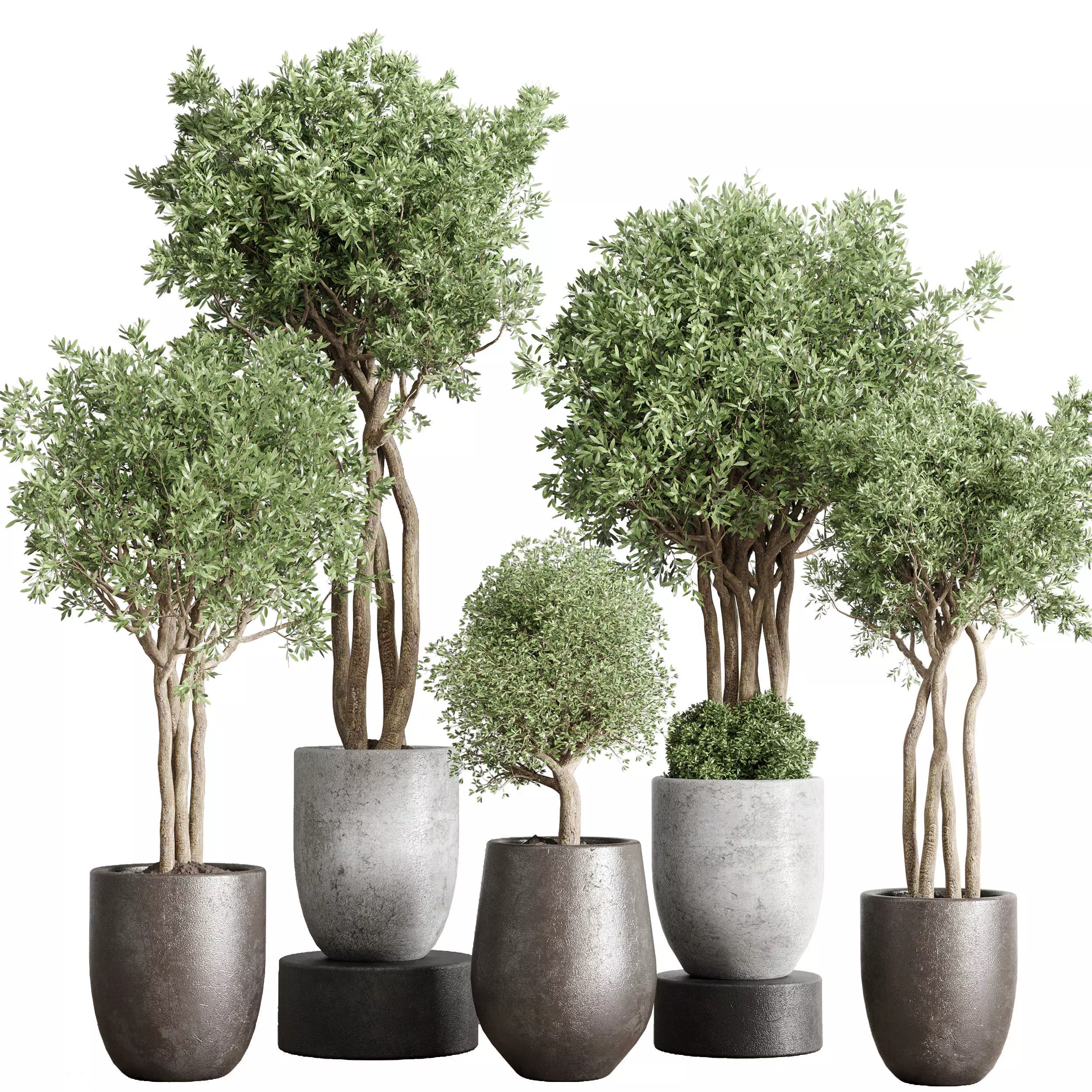 Indoor Outdoor plant vase concrete dirty pot tree plant 3D model