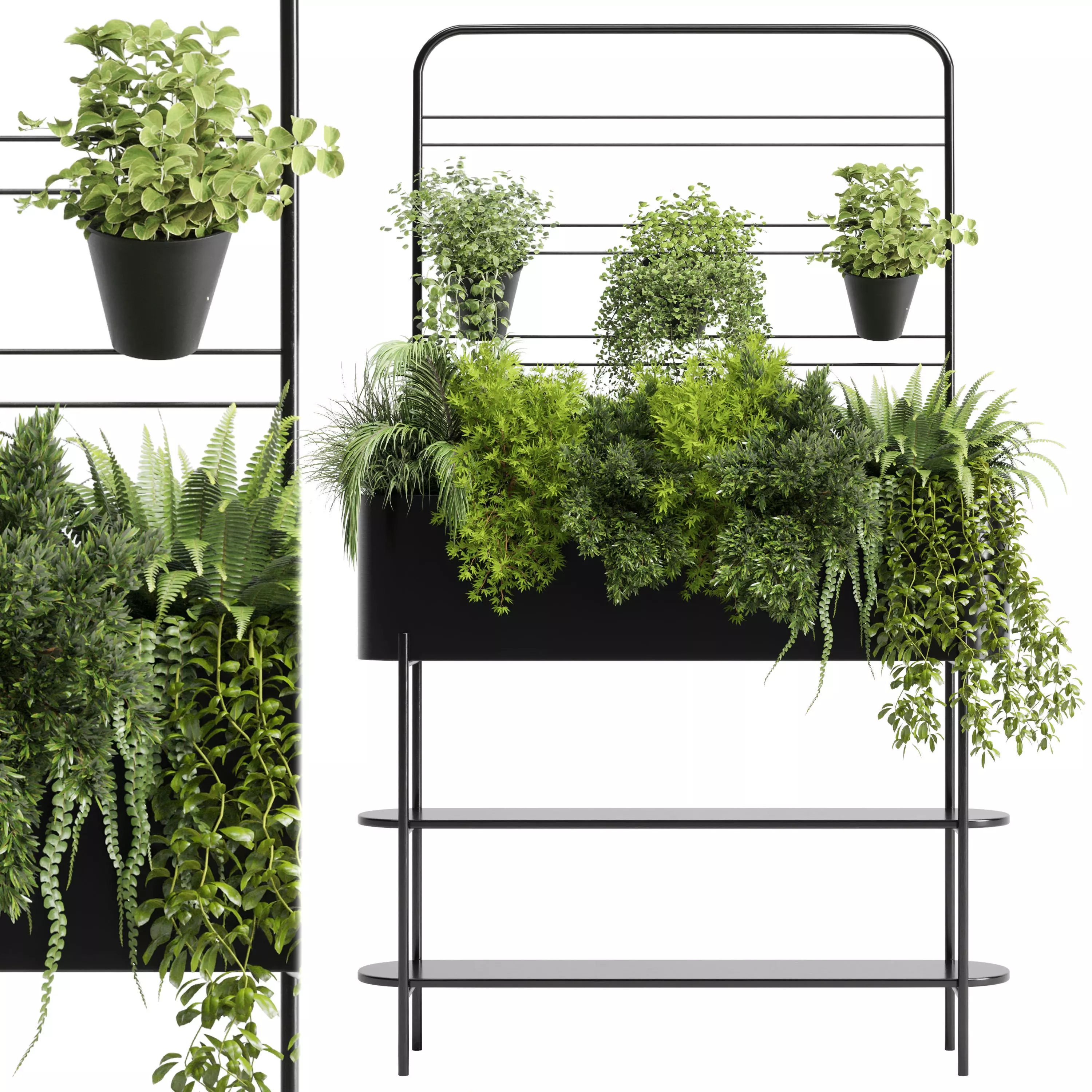  Indoor plant  Auckland Black Metal Flower Box plant ivy fern  3D model_0