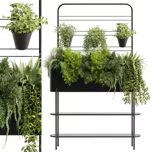  Indoor plant  Auckland Black Metal Flower Box plant ivy fern 