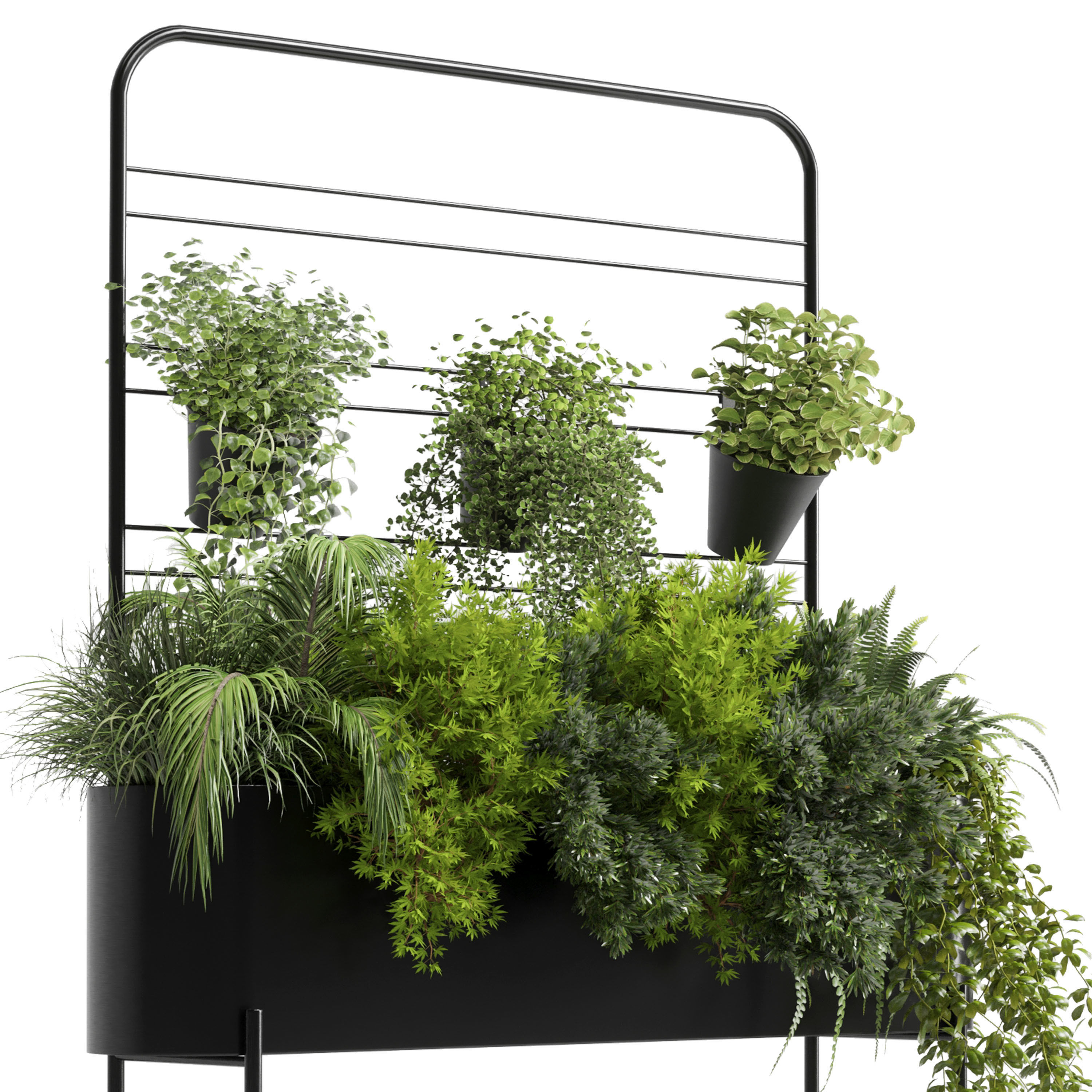  Indoor plant  Auckland Black Metal Flower Box plant ivy fern  3D model_2