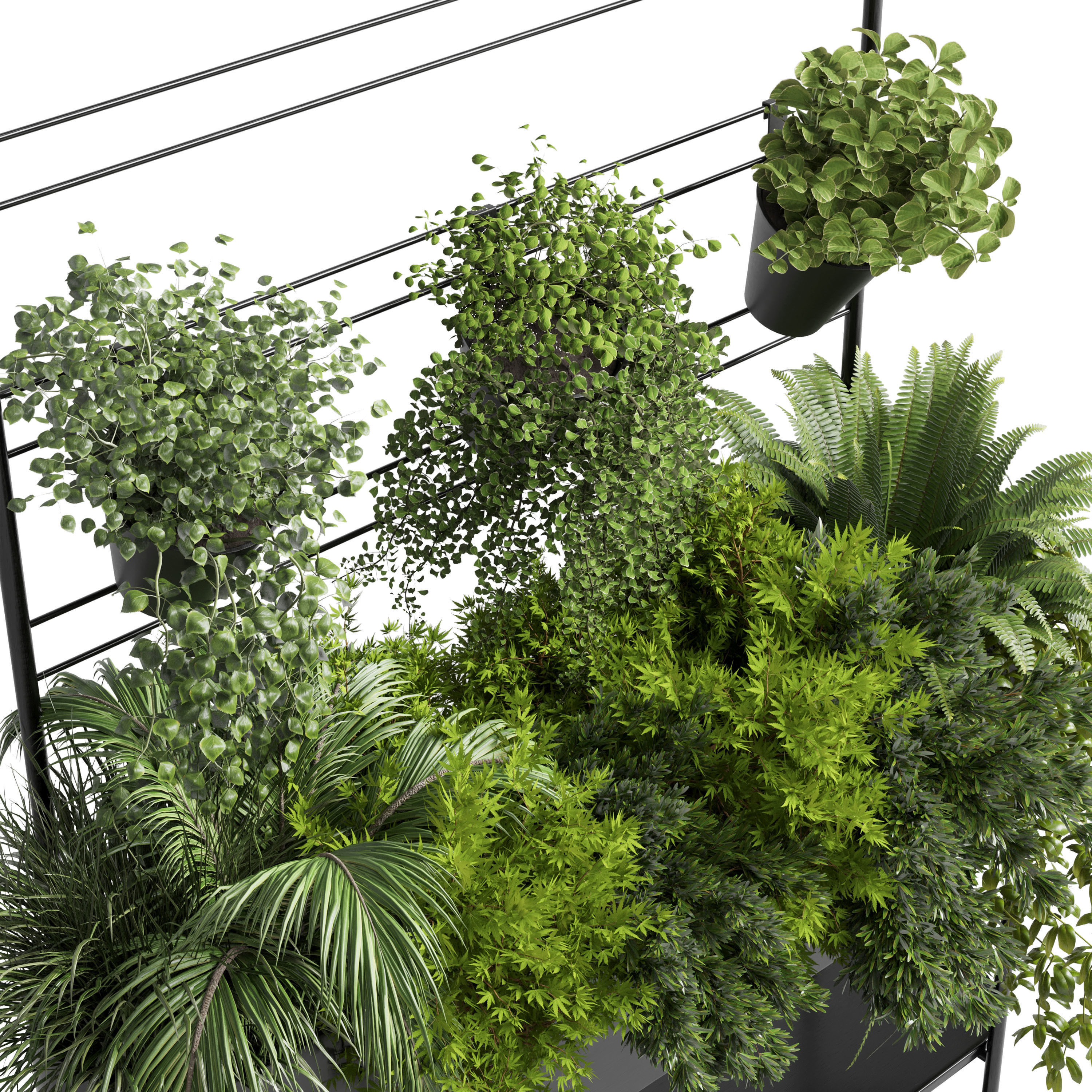  Indoor plant  Auckland Black Metal Flower Box plant ivy fern  3D model_3