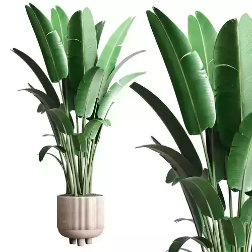 Indoor plant 127 vase concrete pot plant ravenala