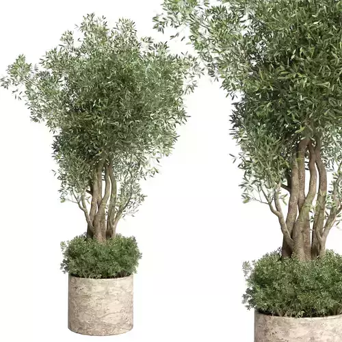 Outdoor Indoor plant 57 Old marble vase