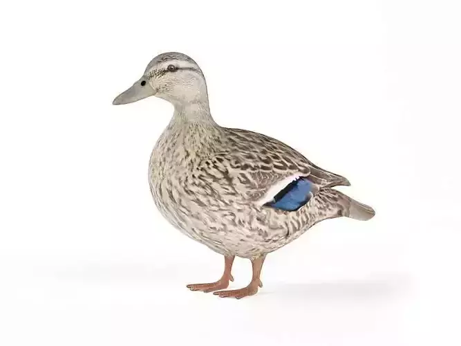 Duck mallard