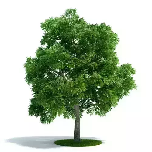 Sassafras Albidum Leaf Plant 3D model