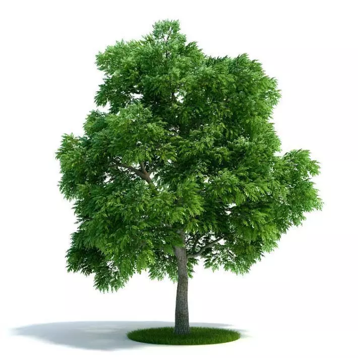 Sassafras Albidum Leaf Plant 3D model_0