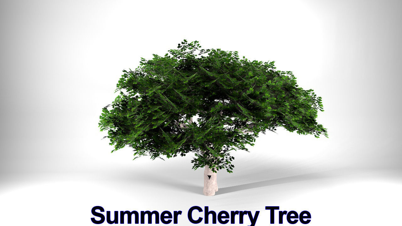 Five High Poly Trees  Stellar Trees 1 3D model_10