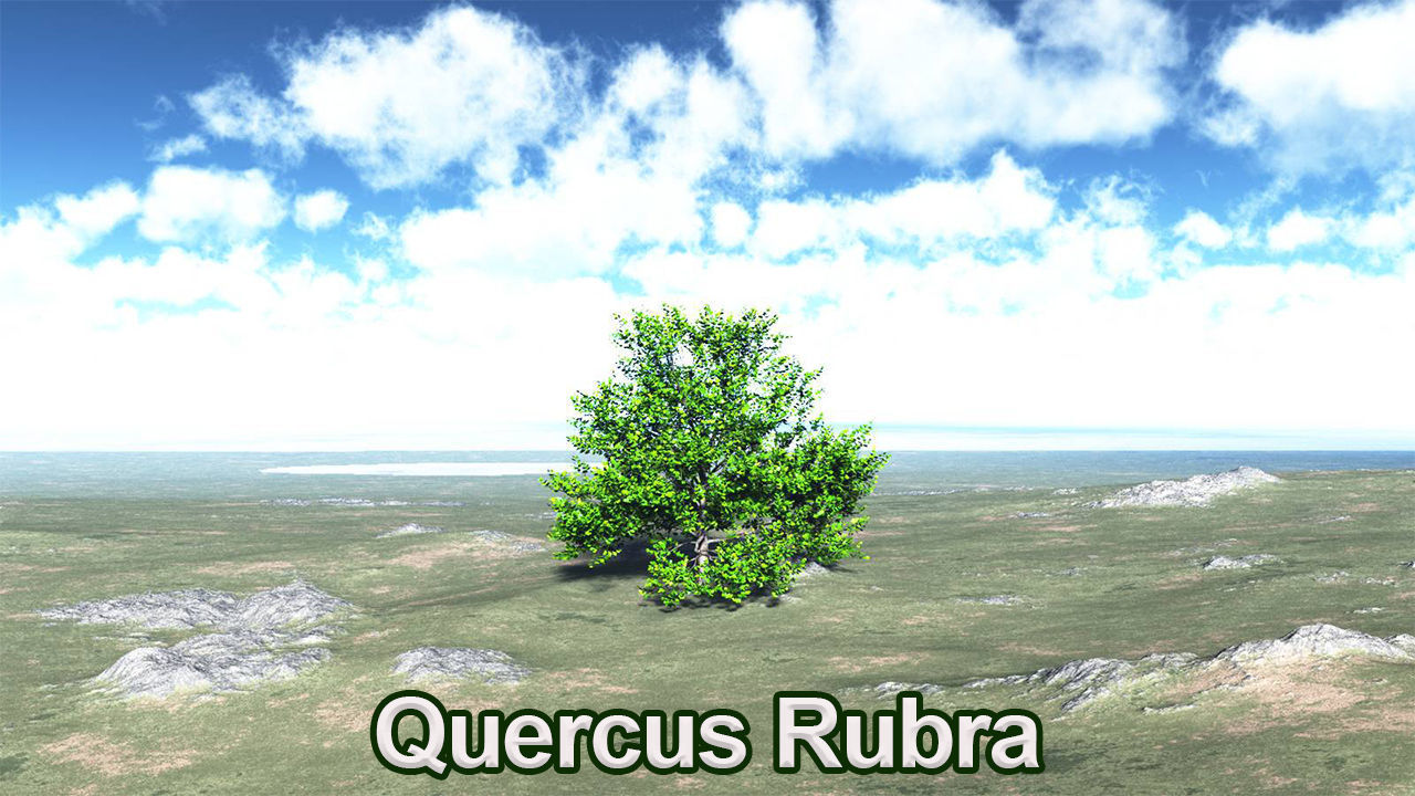 Five High Poly Trees  Stellar Trees 1 3D model_7