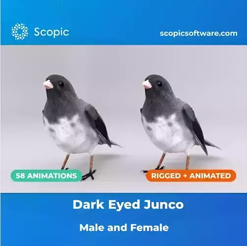 3D Bird Pack Dark Eyed Junco Male and Female Low-poly 3D model