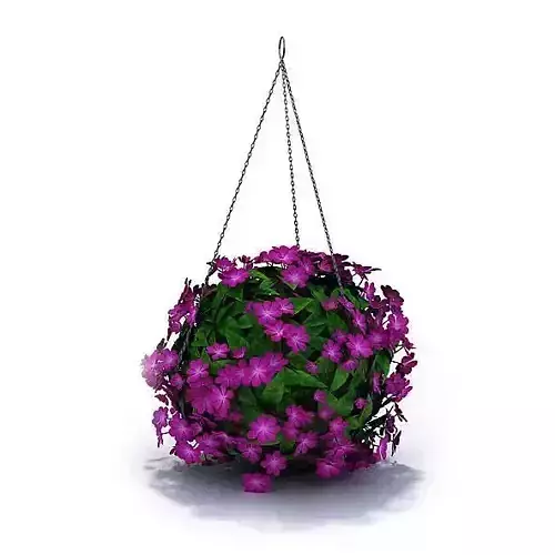Hanging Flowering Plant