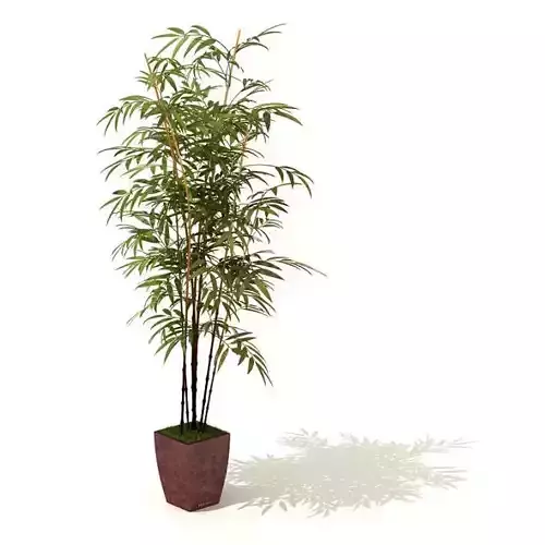 Potted Bamboo