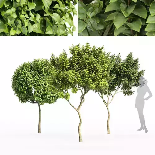 Catalpa Bignonioides Nana Joy Perfume Orange Michelia Champaca