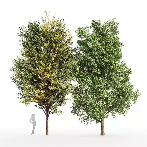 2 tree - Canadian Poplar Tulip Poplar