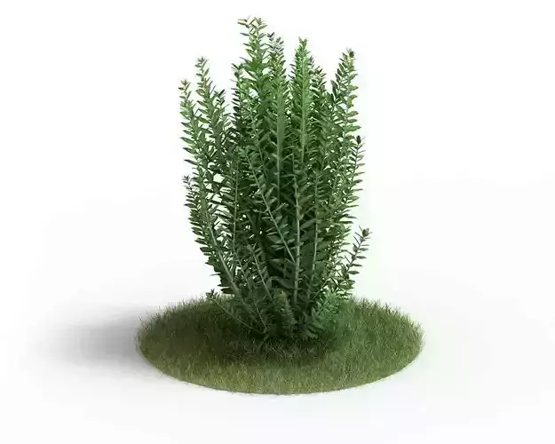 Green Bushy Plant 3D model