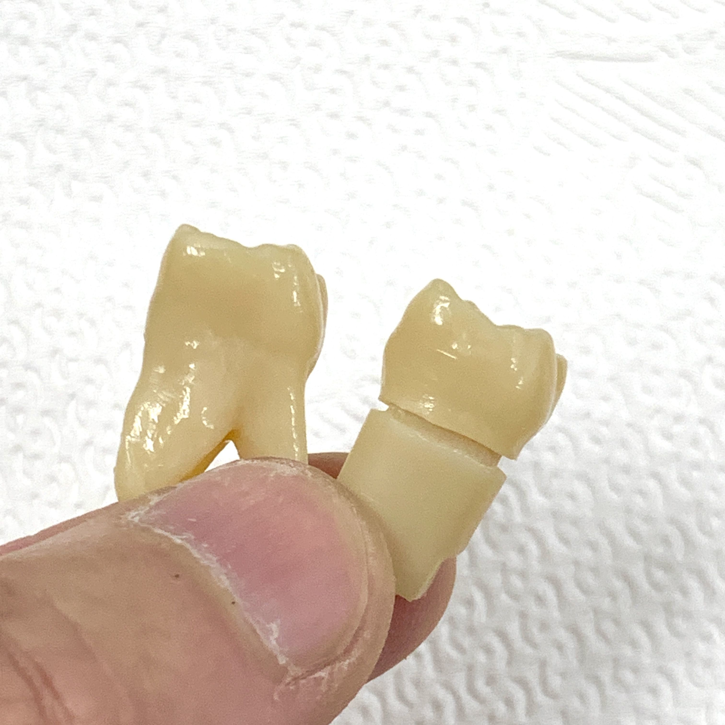 Sample data for test print tooth number 26 Free 3D print model_2