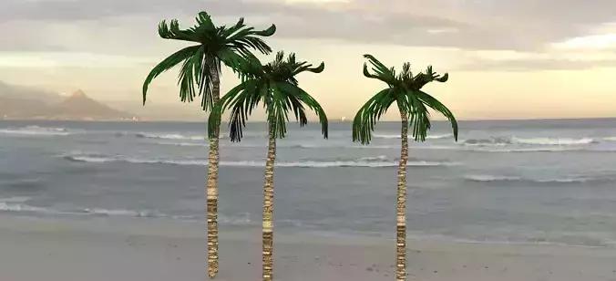 Palm Tree Good detail