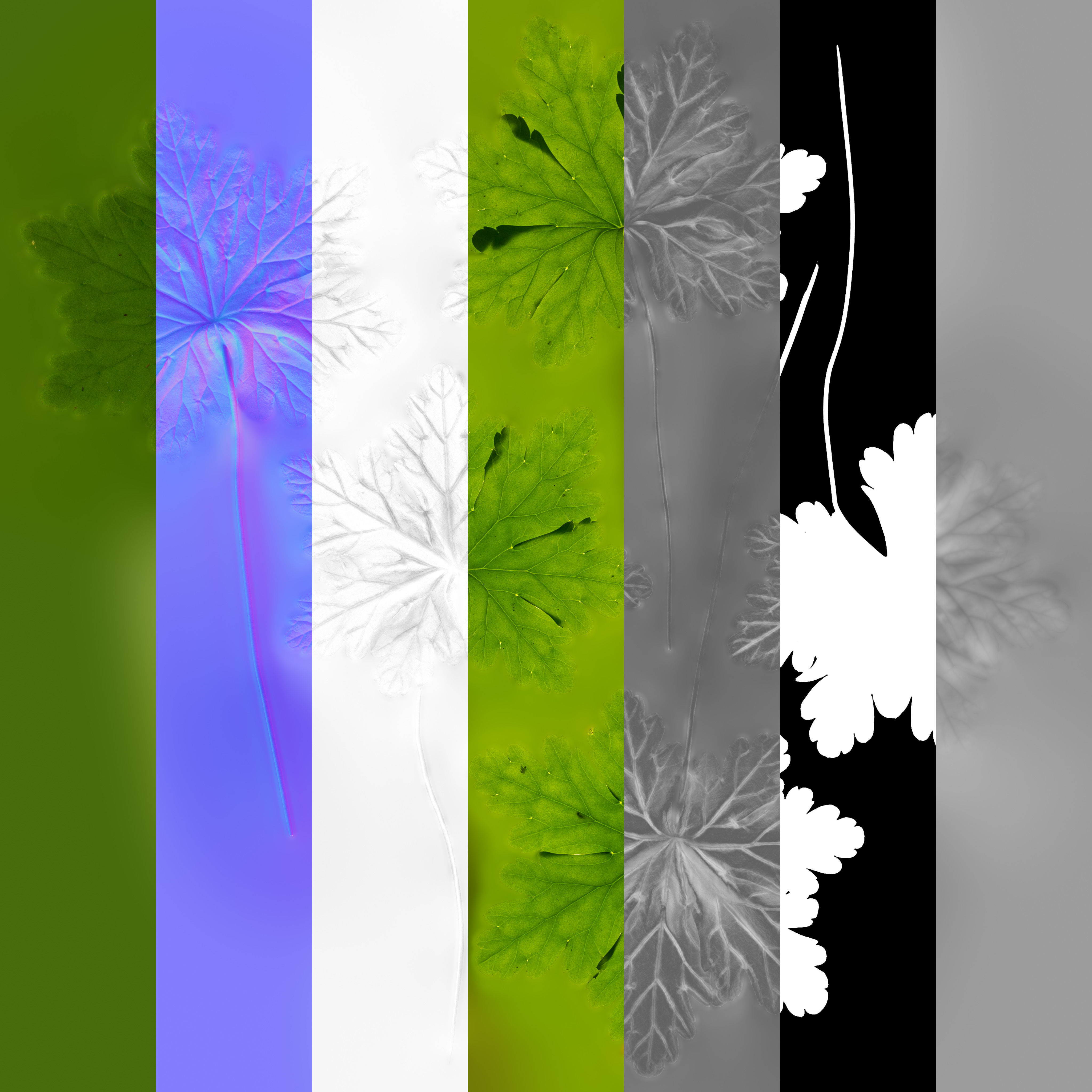 Bigroot geranium - Geranium macrorrhizum Low-poly 3D model_1