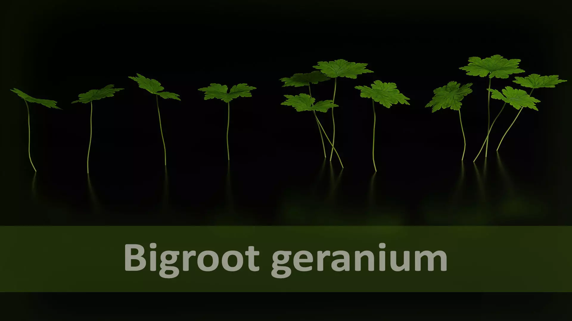 Bigroot geranium - Geranium macrorrhizum Low-poly 3D model_0