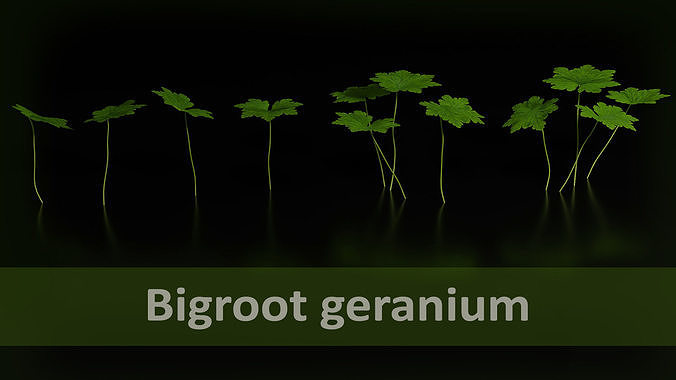 Bigroot geranium - Geranium macrorrhizum Low-poly 3D model