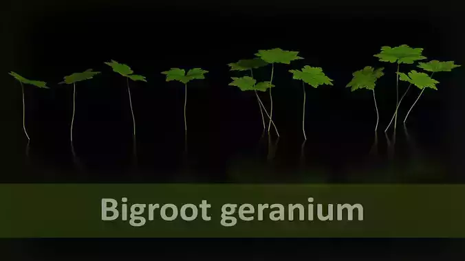 Bigroot geranium - Geranium macrorrhizum Low-poly 3D model