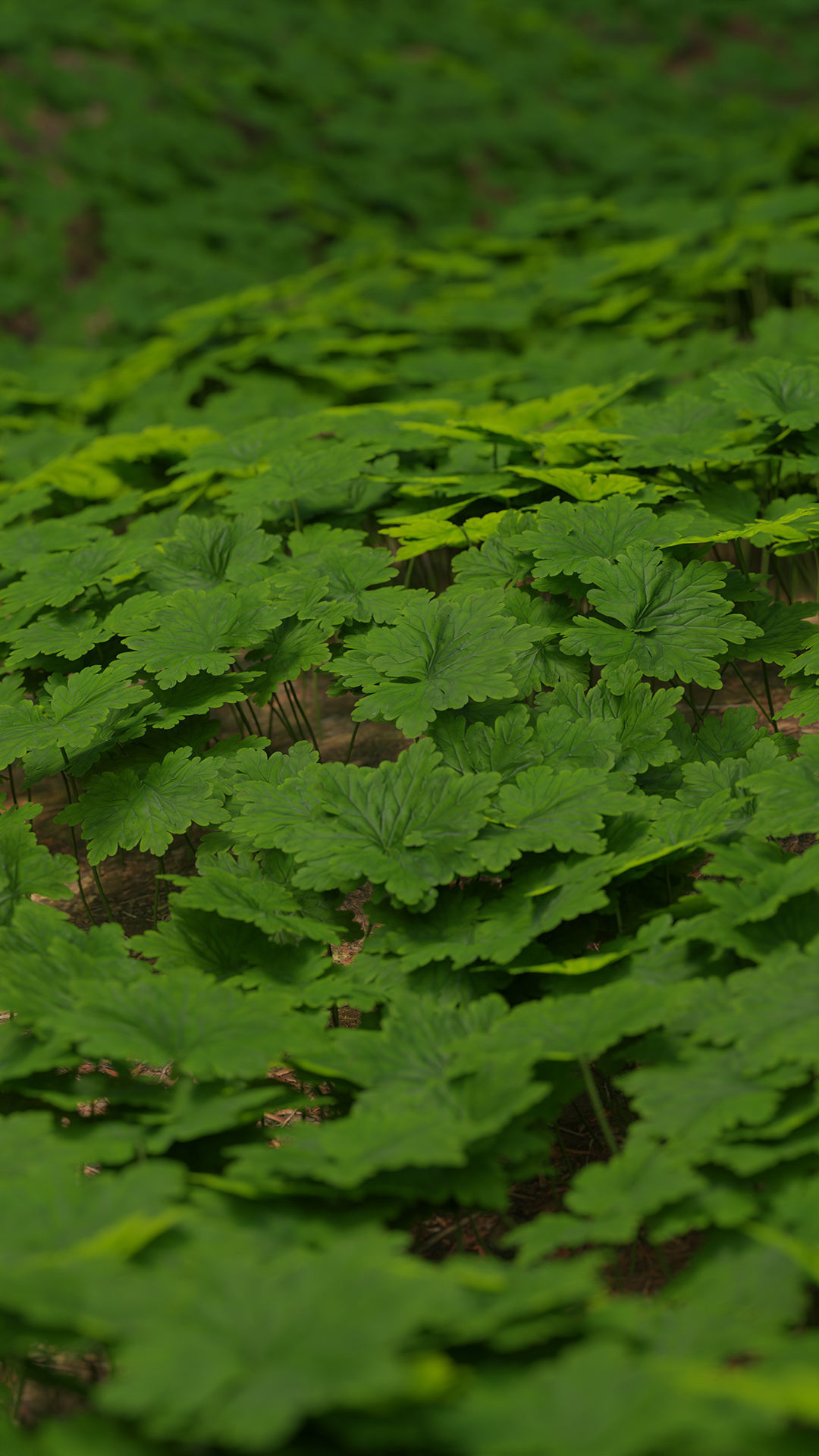 Bigroot geranium - Geranium macrorrhizum Low-poly 3D model_2